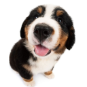 bingusthedingus4 avatar