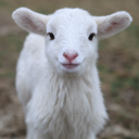 bip-bop-bam-look-at-this-lamb avatar