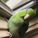 birb-ie avatar