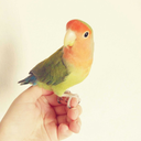 birbiebabies avatar