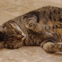 birchbarkbaby avatar