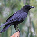 bird-when-you-least-expect-it avatar