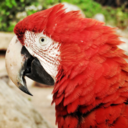 birdingcolombia avatar