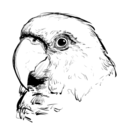 birdrobot avatar