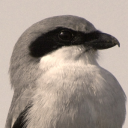 birds-in-posts avatar