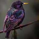 birdsandbeesbutterflies avatar