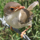 birdseveryday avatar