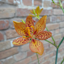 birdsfreefromcages avatar