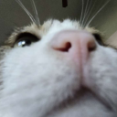 birdsintheory avatar