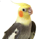 birdsuggest avatar