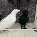 bisexualbutnotavampire avatar