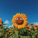 bitchysunflower avatar