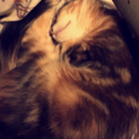 bitchytacocollectoruniverse avatar