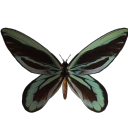 bittenmoths avatar