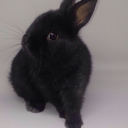 bitterberrispice avatar