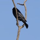 black-bell-bird avatar