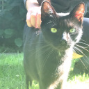 black-cat-fury avatar