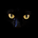 black-cat1313 avatar