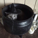 black-cats-broom avatar