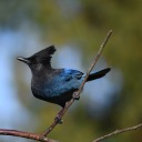 black-crested-jaybird avatar