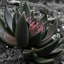 black-x-lotus avatar