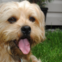 blackbird--fly avatar