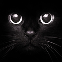 blackcatsareawesome avatar