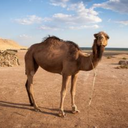 blackindigocat avatar