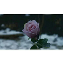 blacknwhitexroses avatar