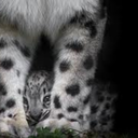 blackpepper3964 avatar