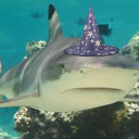 blacktipreefsharkwizard avatar