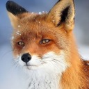 blakethefox avatar