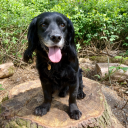 blanketpirate avatar