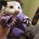 blanketpossum avatar