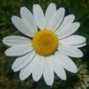 blanketukulele24 avatar