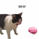 blazing-blade0106 avatar