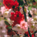 bleakout-blog avatar