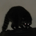 bliblically-accurate-raccoon avatar