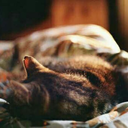 blogging-seasons avatar