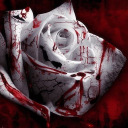 bloodied-roses avatar