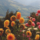 bloodredwiine avatar