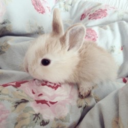 bloodyrainbowbunnies avatar