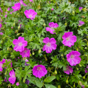 bloom-in-progress avatar