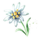 bloominglately avatar