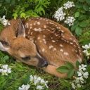 bloomingsalma avatar