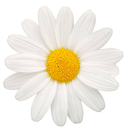 bloomlittleflower avatar