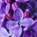 blue-and-violet-flowers avatar