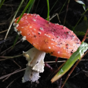 blueberrymushroom avatar