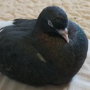 bluebird-pidgeman avatar