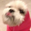 bluebluebacchus avatar